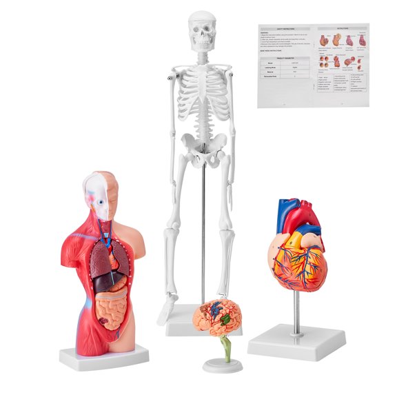 VEVOR Ensemble de Modèles d'Anatomie Humaine, Cerveau, Torse et Corps Humains, Cœur, Ensemble de Modèles de Squelette de 4 Pcs, Outils d'Étude de Modèles 3D Pratiques, Modèles d'Enseignement