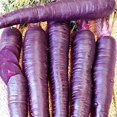 thumbnail image 4 of GSDWIUEW Purple Carrot Seeds for Planting Around 100 Seeds, 4 of 8