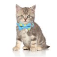 thumbnail image 3 of 2 Pack Breakaway Cat Collars with Bowtie, Safety Buckle Cat Collars with Bell, Summer Print Collars, 3 of 5