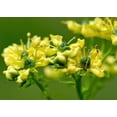 thumbnail image 4 of 50 Graines de Fleur de Ruta Graveolens Parfumée à Feuillage Persistant Jaune RUE Herb of Grace Commune, 4 of 10