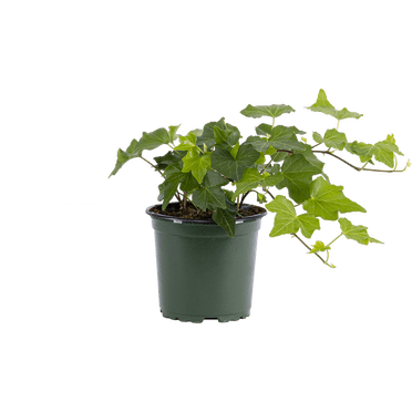 Hedera (S) | Green Ivy Live Plants in 4" growers pot