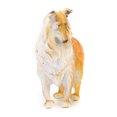 thumbnail image 2 of 6pcs Model Farm Animal Figures Toy Pig Dog Cow Sheep Horse Donkey, 2 of 8