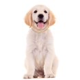 thumbnail image 4 of 2025 Personalized Dog Three Rows Cat Call Bell Rhinestone Bone Necklace Pet Soft Dog Treats Small Dogs Necklace In Adjustable Sizes Small Medium And Large For Boy And Cat Tie Dogs, 4 of 6