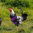 thumbnail image 3 of Harness Adjustable Chicken Harness with Leash Breathable Hen Pet Vest with 3.6 Feet Matching Belt Outdoor Training Traction Rope for Pets Duck Goose Green M, 3 of 8
