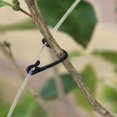 thumbnail image 3 of 100Pcs Grape Grafting Clips Garden Plant Vegetable Vine Fixing Clamp Black, 3 of 8