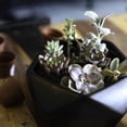 thumbnail image 4 of Costa Farms Succulents Fully Rooted Live Indoor Plant, 2-Inch Grower's Choice, 11-Pack, 4 of 4