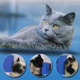 thumbnail image 4 of 2 Packs Cat Grooming Brushes Pet Grooming Brush Wall Mounted, 4 of 5