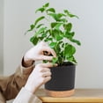 thumbnail image 2 of QCQHDU 2 Pack Plant Pot, Black Plastic Indoor Planter With Drainage Holes And Removable Base, 2 of 6