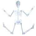 thumbnail image 1 of PVCS Luminous Skull Skeleton Body Scary Halloween Toy Haunted House Tricky Prop Gift for Kids, 1 of 9