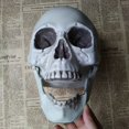 thumbnail image 3 of Halloween  Artificial Skull Head Model Skull Bone Scary Horror Skeleton Ornament, 3 of 5