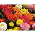 thumbnail image 4 of Nature's Seed Clasping Coneflower Seeds (5 Pack), 4 of 4
