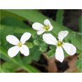 thumbnail image 2 of 2000 Graines de Radis Géant Cramoisi Raphanus Sativus Légumes, 2 of 2
