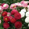 thumbnail image 4 of GSDWIUEW Seeds Flowers English Daisy Pomponette Mix (Bellis perennis) Marguerite Annual Outdoor Cut Garden, 4 of 8