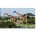 thumbnail image 2 of Two Giraffes in African Savannah - African Canvas Art Print, 2 of 3