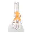 thumbnail image 2 of Khall Modèle de Pied Adulte Ligament Squelettique Humain Pied Cheville Enseignement Anatomique, 2 of 8