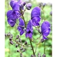 thumbnail image 1 of HJADGG MONKSHOOD * Aconitum napellus * WOLFSBANE * ACONITE DEEP BLUE BLOOMS * SEEDS, 1 of 2