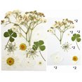 thumbnail image 1 of Natural Real Dried Flower Plants For Candle Epoxy Resin Jewelry Making Craft DIY, 1 of 7