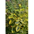 thumbnail image 2 of Emerald n Gold Euonymus 2 Gallon, 2 of 3