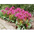thumbnail image 2 of GSDWIUEW 100 Seeds, BERGENIA HEARTLEAF PIGSQUEAK Bergenia Cordifolia, 2 of 3