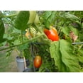 thumbnail image 4 of 500 ITALIAN ROMA TOMATO Lycopersicon Lycopersicum Fruit Vegetable Seeds, 4 of 5