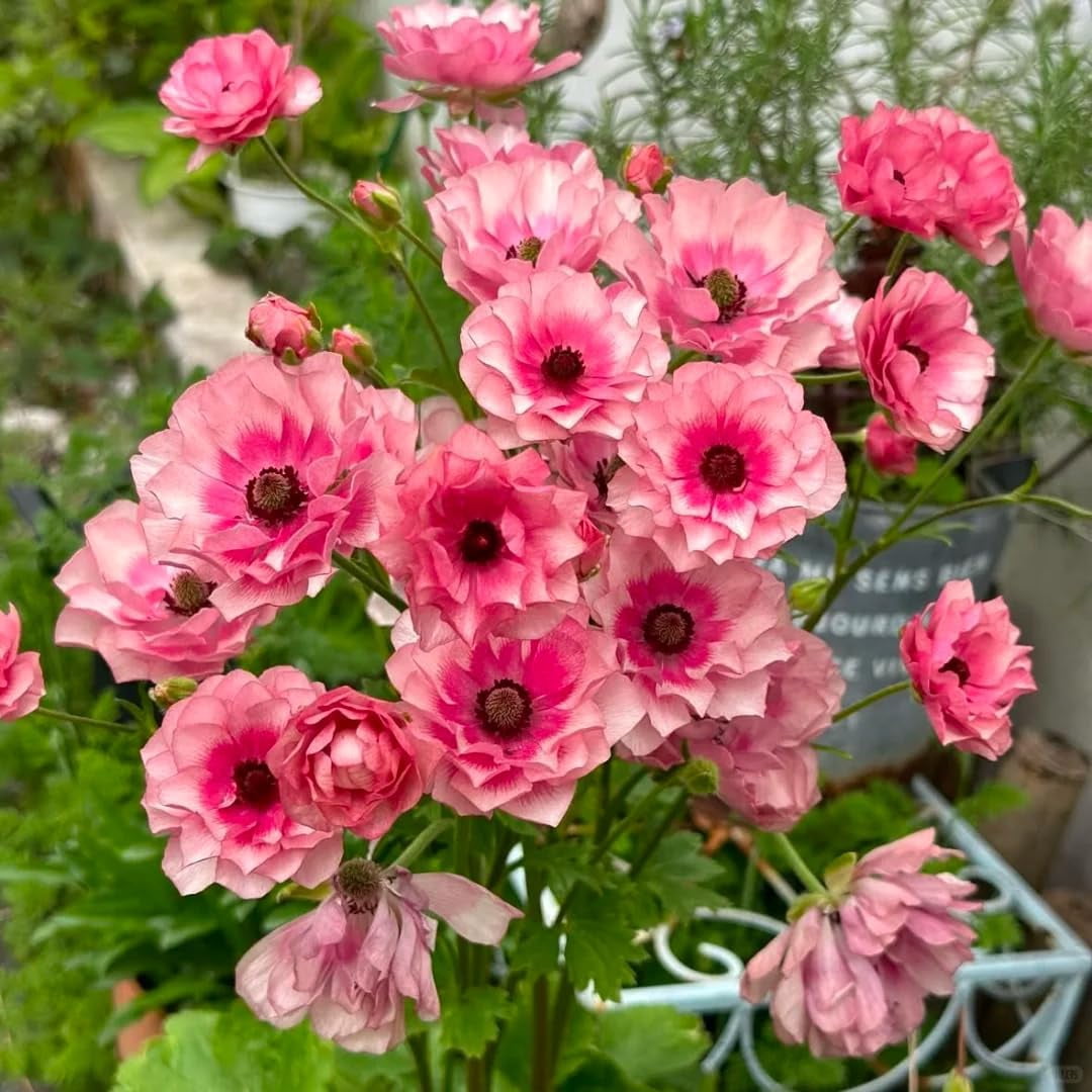 GSDWIUEW Butterfly Ranunculus Bulbs Buttercup Bare Roots for Planting Canada, Perennial Flower Ranunculus asiaticus, Double Ranunculus Bare Roots for Cut Flowers Garden Indoor Outdoor (10, Hera)