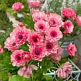thumbnail image 1 of GSDWIUEW Butterfly Ranunculus Bulbs Buttercup Bare Roots for Planting Canada, Perennial Flower Ranunculus asiaticus, Double Ranunculus Bare Roots for Cut Flowers Garden Indoor Outdoor (10, Hera), 1 of 6