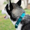 thumbnail image 3 of Country Brook Petz - Collier pour Chien Martingale - Collier d'Entraînement Robuste Sans Boucle - Collier de Service pour Tous les Chiots - Plus de 10 Couleurs Cool (Sarcelle, 1 Po, Moyen), 3 of 8