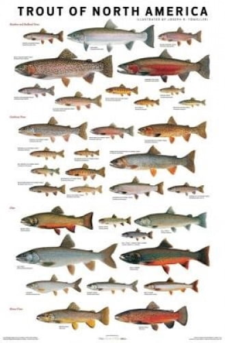Affiche Trout of North America