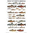 thumbnail image 1 of Affiche Trout of North America, 1 of 1