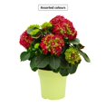thumbnail image 1 of Plante D’Hortensia Summerhill #5.5, Couleurs Assorties, 1 of 2