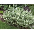 thumbnail image 2 of 1 Gallon (3.8L) Broadleaf Evergreen Mix 6 Pack, 2 of 7