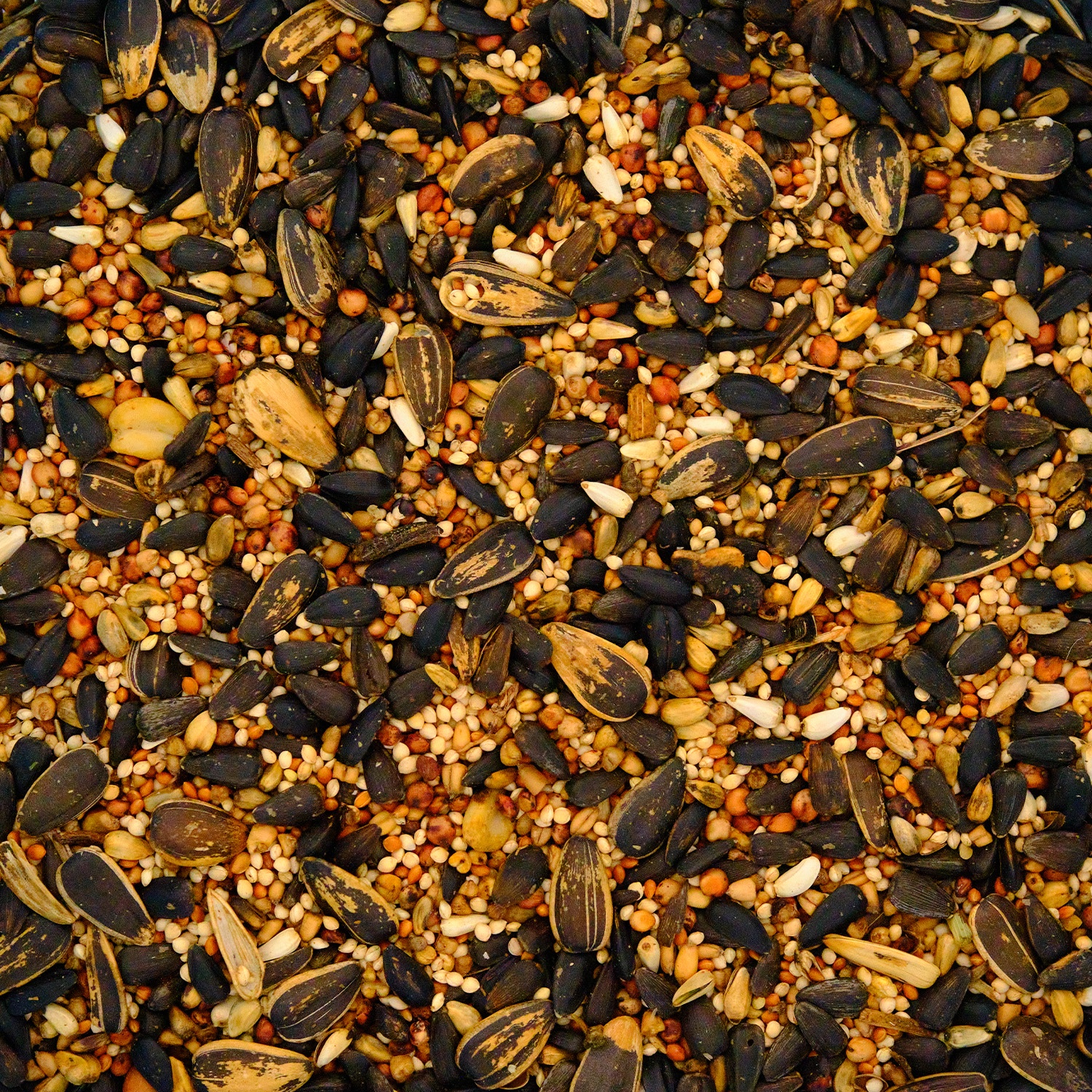 Topcrop Nourriture pour oiseaux sauvages Sans écureuil, 4 kg
