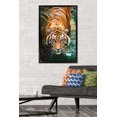 thumbnail image 3 of Tigre - Eau, 3 of 4
