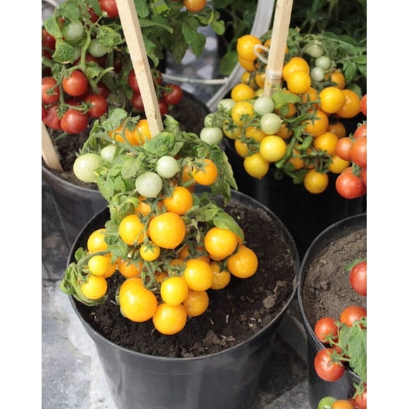 HJADGG 50 Indoor Dwarf Yellow Tomato Seeds – Non-GMO Heirloom, Year-Round Vegetable Planting