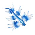 thumbnail image 2 of Realistic Sea Slug Animal Figures Model Animal Figurine Sea Animal Figurines for, 2 of 8
