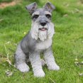 thumbnail image 1 of Grey Schnauzer, 1 of 10
