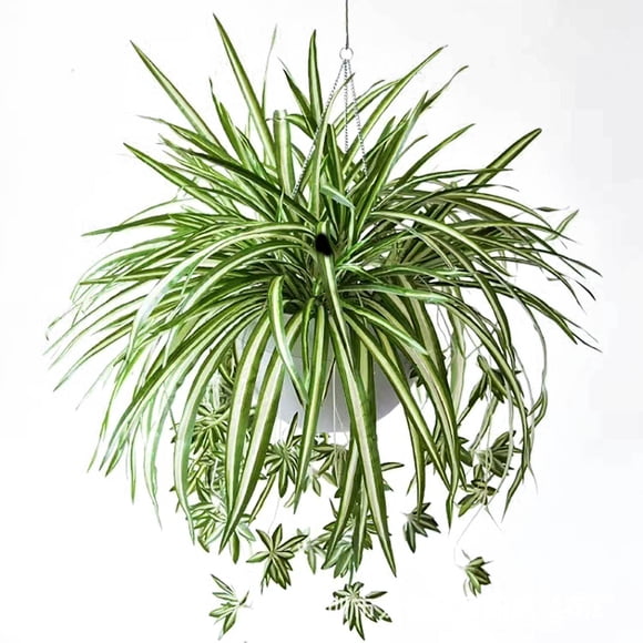 fheaev 1pc Artificial Spider Plant 23.6inch Artificial Chlorophytum Comosum Silk Flower Large Hanging Artificial Plant Family Garden Office Decoration