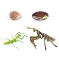 thumbnail image 1 of pitrice 1 Set Spade Worm Model Premium Plastic Material Meaningful Insect Figurines Early Educational Growing Models for School Project mantis, 1 of 6