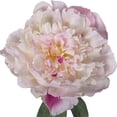 thumbnail image 4 of Mainstays Artificial Peony Stem, 4 of 5