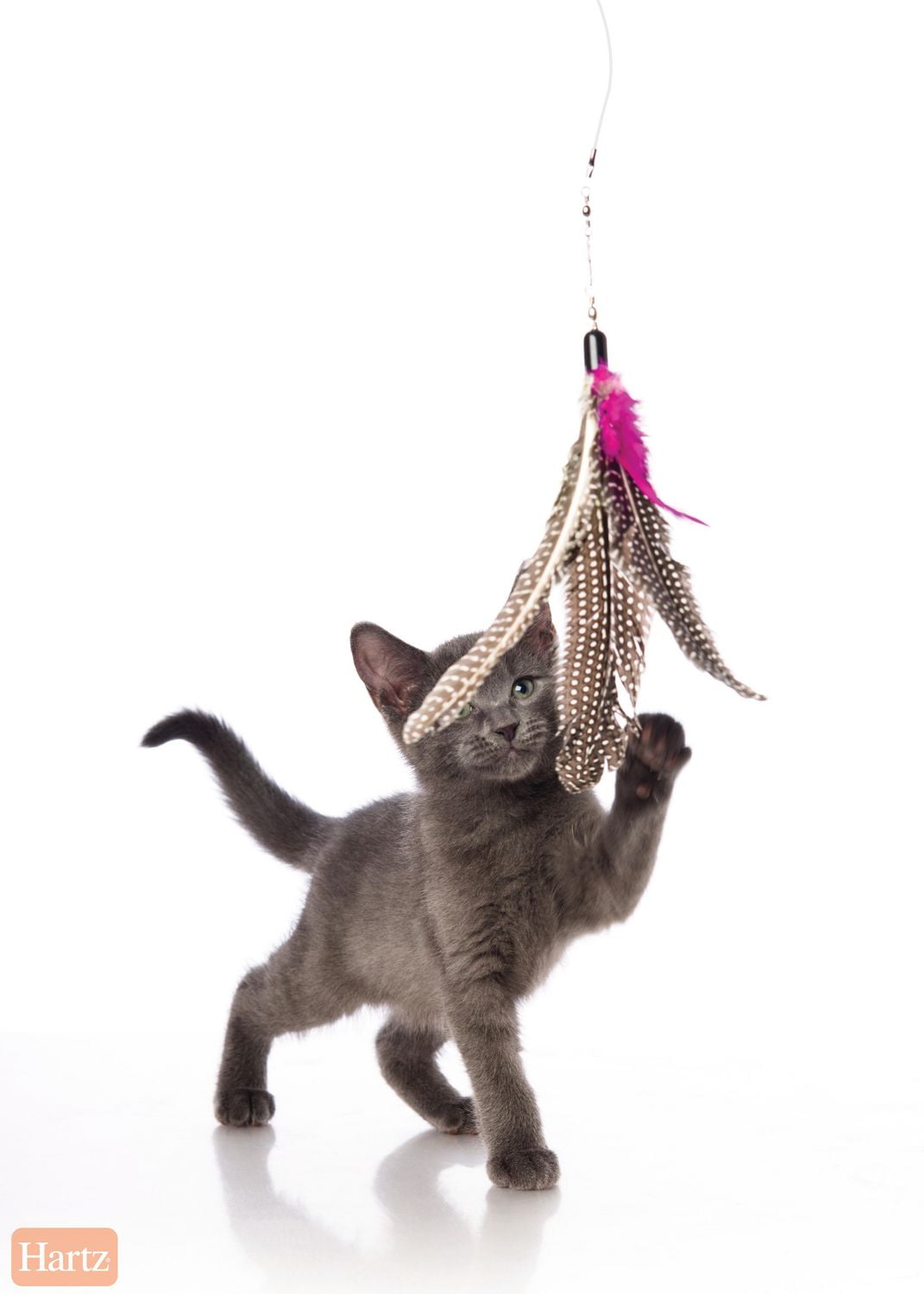 Hartz Just for Cats Kitty Caster Cat Toy - Walmart.ca