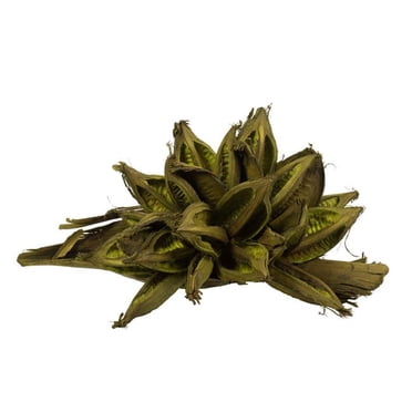 Vickerman H2STAX100 Gousses Étoilées de Basilic 12-16 Po - 2TG