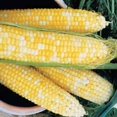 thumbnail image 2 of GSDWIUEW Honey & Cream Bi-Color Sweet Corn Seeds-Hybrid-All Seeds-High Germination Rate, 2 of 4