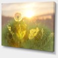 thumbnail image 1 of Designart - Dandelion Blooming Flower in Field - Floral Canvas Art Print, 1 of 2
