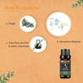 thumbnail image 3 of KRIAA Goodness Rosemary Essential Oil 10ml with Dropper, 3 of 6