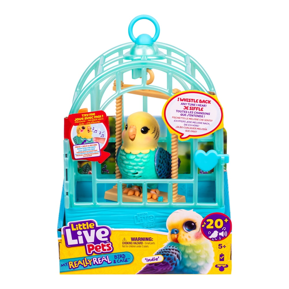 Petits animaux vivants Oiseau et cage Indie