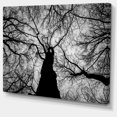 thumbnail image 2 of Photo de Branches d'Hiver - Impression d'Art sur Toile Paysage, 2 of 4