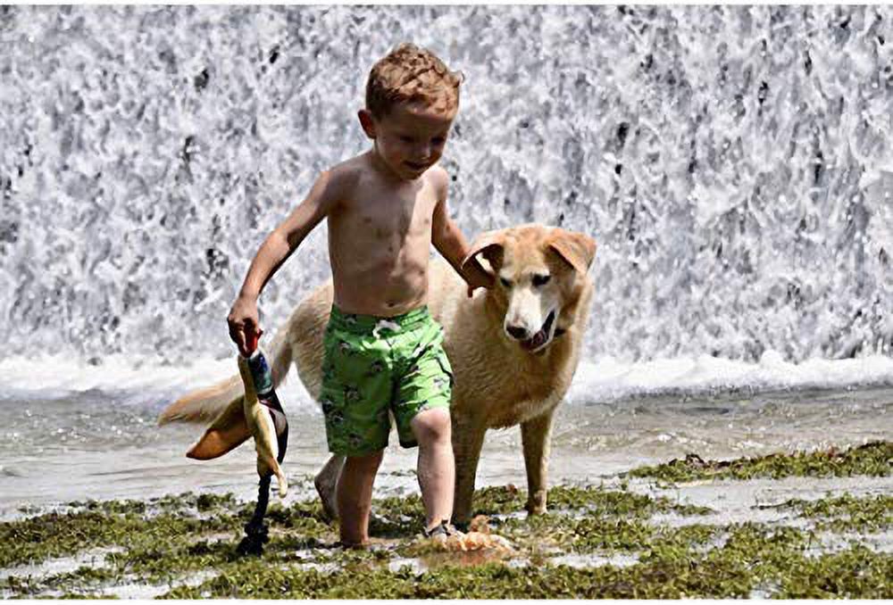 Fly & Fetch Launching Dog Toy