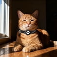 thumbnail image 4 of HCBY Advanced GPS Tracking Collar for Cats, Waterproof Pet Locator No Subscription Required, Smart Electronic Collar for Cat Safety, One-Size-Fits-All Tracker for Kittens Adult Cats, 4 of 6