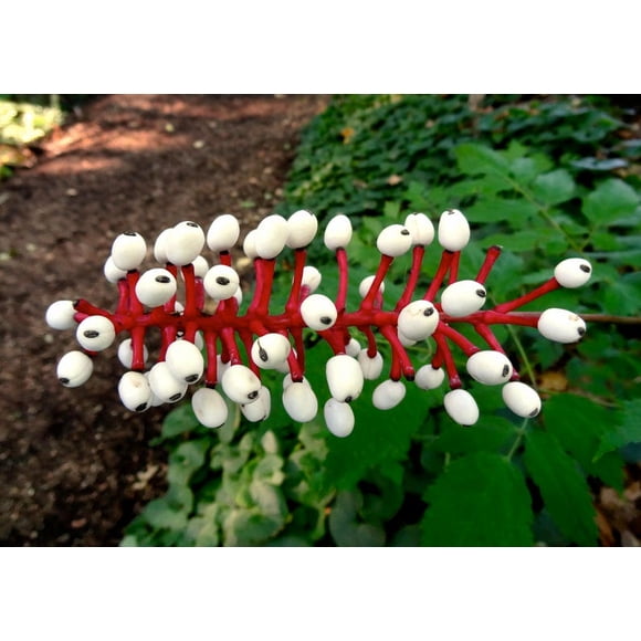 10 DOLL'S EYES Flower White Baneberry Cohosh Actaea Pachypoda Alba Seeds