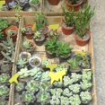 thumbnail image 2 of High-quality Waterproof Plant Labels for Nursery Garden - 100pcs Plastic T-type, 2 of 6